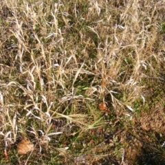 Panicum capillare/hillmanii at Curtin, ACT - 5 Jun 2020