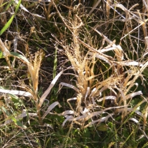 Panicum capillare/hillmanii at Curtin, ACT - 5 Jun 2020