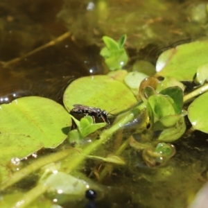 Crabronidae (family) at Cook, ACT - 29 Nov 2019 10:26 AM