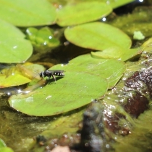 Crabronidae (family) at Cook, ACT - 29 Nov 2019 10:26 AM