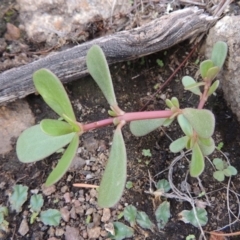 Portulaca oleracea (Pigweed, Purslane) at Tuggeranong DC, ACT - 20 Feb 2020 by michaelb