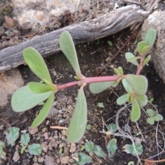 Portulaca oleracea (Munyeroo ,Pigweed, Purslane) at Tuggeranong DC, ACT - 20 Feb 2020 by MichaelBedingfield