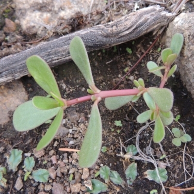 Portulaca oleracea (Munyeroo ,Pigweed, Purslane) at Tuggeranong DC, ACT - 20 Feb 2020 by MichaelBedingfield