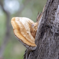 Truncospora ochroleuca at Coree, ACT - 7 Jun 2020 by CedricBear