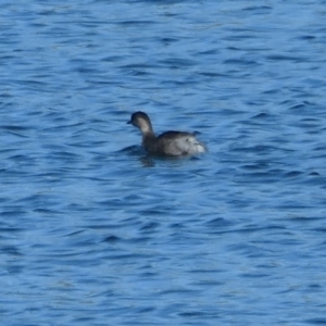 Poliocephalus poliocephalus at Coombs, ACT - 8 Jun 2020