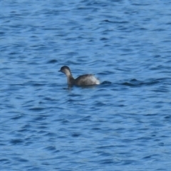 Poliocephalus poliocephalus at Coombs, ACT - 8 Jun 2020