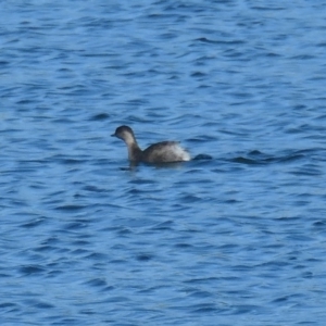 Poliocephalus poliocephalus at Coombs, ACT - 8 Jun 2020