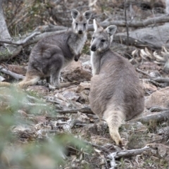 Osphranter robustus robustus (Eastern Wallaroo) at Coree, ACT - 6 Jun 2020 by CedricBear