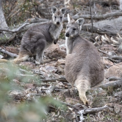 Osphranter robustus robustus (Eastern Wallaroo) at Coree, ACT - 7 Jun 2020 by CedricBear