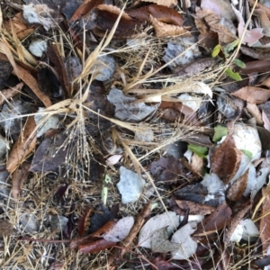 Panicum capillare/hillmanii at Phillip, ACT - 7 Jun 2020