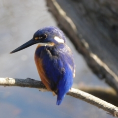 Ceyx azureus (Azure Kingfisher) at Bega, NSW - 8 Jun 2020 by StephH