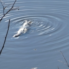 Ornithorhynchus anatinus (Platypus) at Bega, NSW - 8 Jun 2020 by Steph H