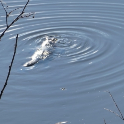 Ornithorhynchus anatinus (Platypus) at Bega, NSW - 8 Jun 2020 by Steph H