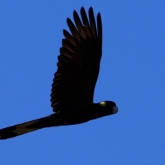 Zanda funerea (Yellow-tailed Black-Cockatoo) at Dunlop, ACT - 8 Jun 2020 by Kurt