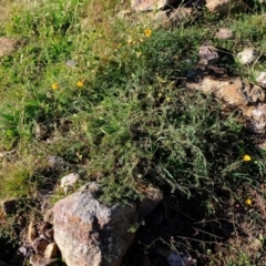 Eschscholzia californica (California Poppy) at Dunlop, ACT - 8 Jun 2020 by Kurt