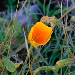 Eschscholzia californica at Dunlop, ACT - 8 Jun 2020