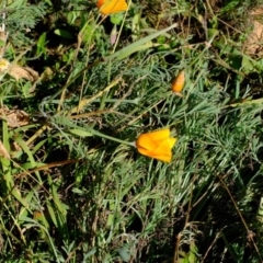 Eschscholzia californica at Dunlop, ACT - 8 Jun 2020