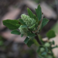 Chenopodium album (Fat Hen) at Gundaroo, NSW - 7 Jun 2020 by MaartjeSevenster