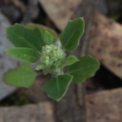 Chenopodium album at Gundaroo, NSW - 7 Jun 2020 02:48 PM