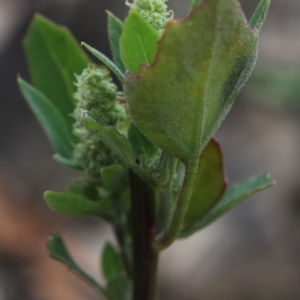 Chenopodium album at Gundaroo, NSW - 7 Jun 2020 02:48 PM