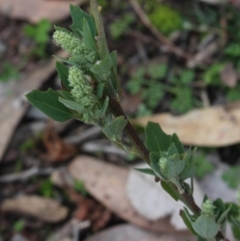 Chenopodium album at Gundaroo, NSW - 7 Jun 2020 02:48 PM