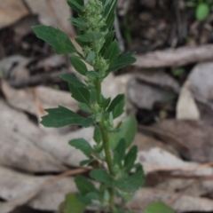 Chenopodium album (Fat Hen) at Gundaroo, NSW - 7 Jun 2020 by MaartjeSevenster