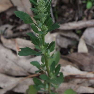 Chenopodium album (Fat Hen) at Mcleods Creek Res (Gundaroo) - 7 Jun 2020 by MaartjeSevenster