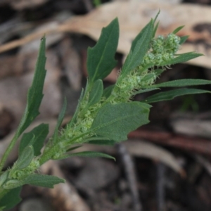 Chenopodium album at Gundaroo, NSW - 7 Jun 2020 02:47 PM