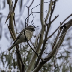 Pachycephala pectoralis (Golden Whistler) at Dunlop, ACT - 31 May 2020 by JonSteinbeck
