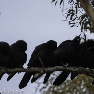 Corcorax melanorhamphos (White-winged Chough) at Dunlop, ACT - 31 May 2020 by JonSteinbeck