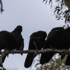 Corcorax melanorhamphos at Dunlop, ACT - 31 May 2020