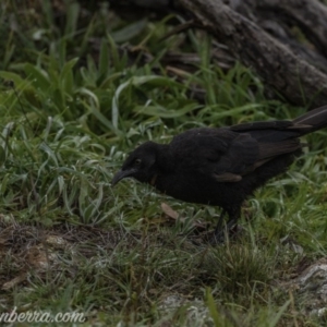 Corcorax melanorhamphos at Dunlop, ACT - 31 May 2020