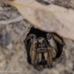 Lycosidae (family) at Symonston, ACT - 29 May 2020