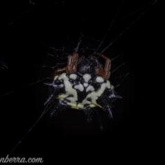Austracantha minax (Christmas Spider, Jewel Spider) at Symonston, ACT - 29 May 2020 by JonSteinbeck