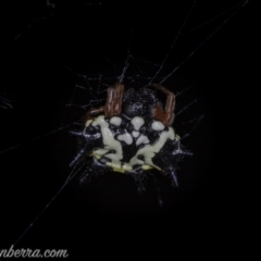 Austracantha minax (Christmas Spider, Jewel Spider) at Symonston, ACT - 29 May 2020 by BIrdsinCanberra