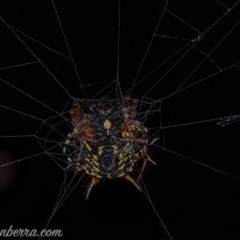 Austracantha minax at Symonston, ACT - 29 May 2020 09:11 PM