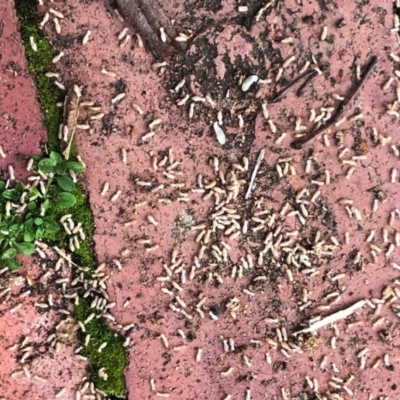 Nasutitermes exitiosus at Aranda, ACT - 7 Jun 2020 by KMcCue