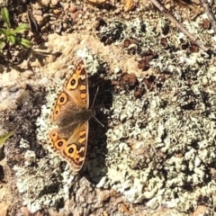 Junonia villida (Meadow Argus) at Booth, ACT - 5 Jun 2020 by KMcCue