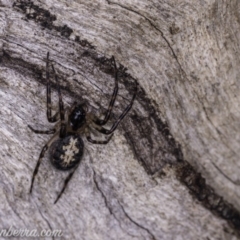 Araneidae (family) at Symonston, ACT - 29 May 2020 by JonSteinbeck