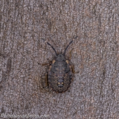 Diemenia rubromarginata (Pink-margined bug) at Symonston, ACT - 29 May 2020 by JonSteinbeck