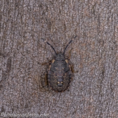 Diemenia rubromarginata (Pink-margined bug) at Symonston, ACT - 29 May 2020 by BIrdsinCanberra