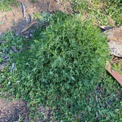 Einadia nutans subsp. nutans (Climbing Saltbush) at Hughes, ACT - 8 Jun 2020 by KL