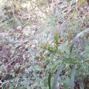 Clematis leptophylla at Isaacs, ACT - 8 Jun 2020