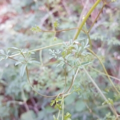 Clematis leptophylla at Isaacs, ACT - 8 Jun 2020