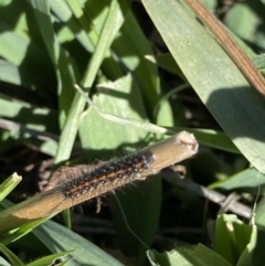 Utetheisa lotrix at Hughes, ACT - 8 Jun 2020