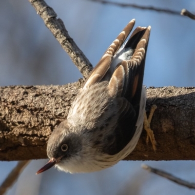 Daphoenositta chrysoptera (Varied Sittella) at Mount Majura - 8 Jun 2020 by rawshorty