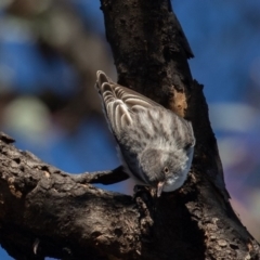 Daphoenositta chrysoptera at Hackett, ACT - 8 Jun 2020