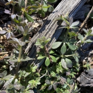 Galium murale at Hughes, ACT - 8 Jun 2020 12:01 PM