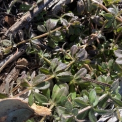 Galium murale at Hughes, ACT - 8 Jun 2020 12:01 PM