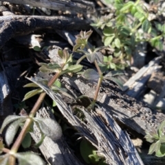 Galium murale at Hughes, ACT - 8 Jun 2020 12:01 PM